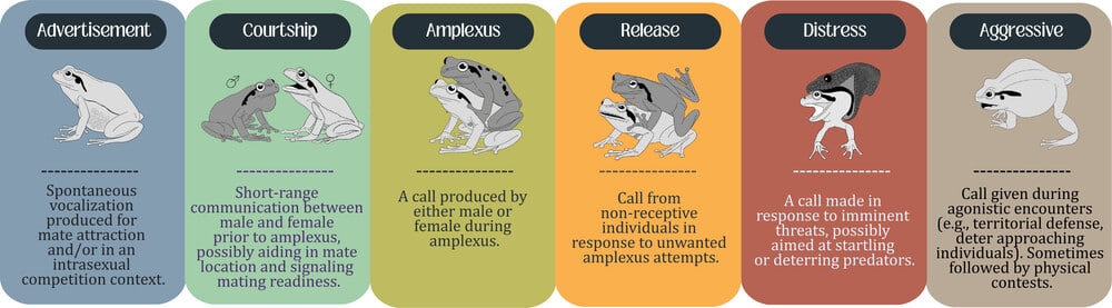 Авторы работы выделили 6 типов вокализации, применимых к обоим полам лягушек