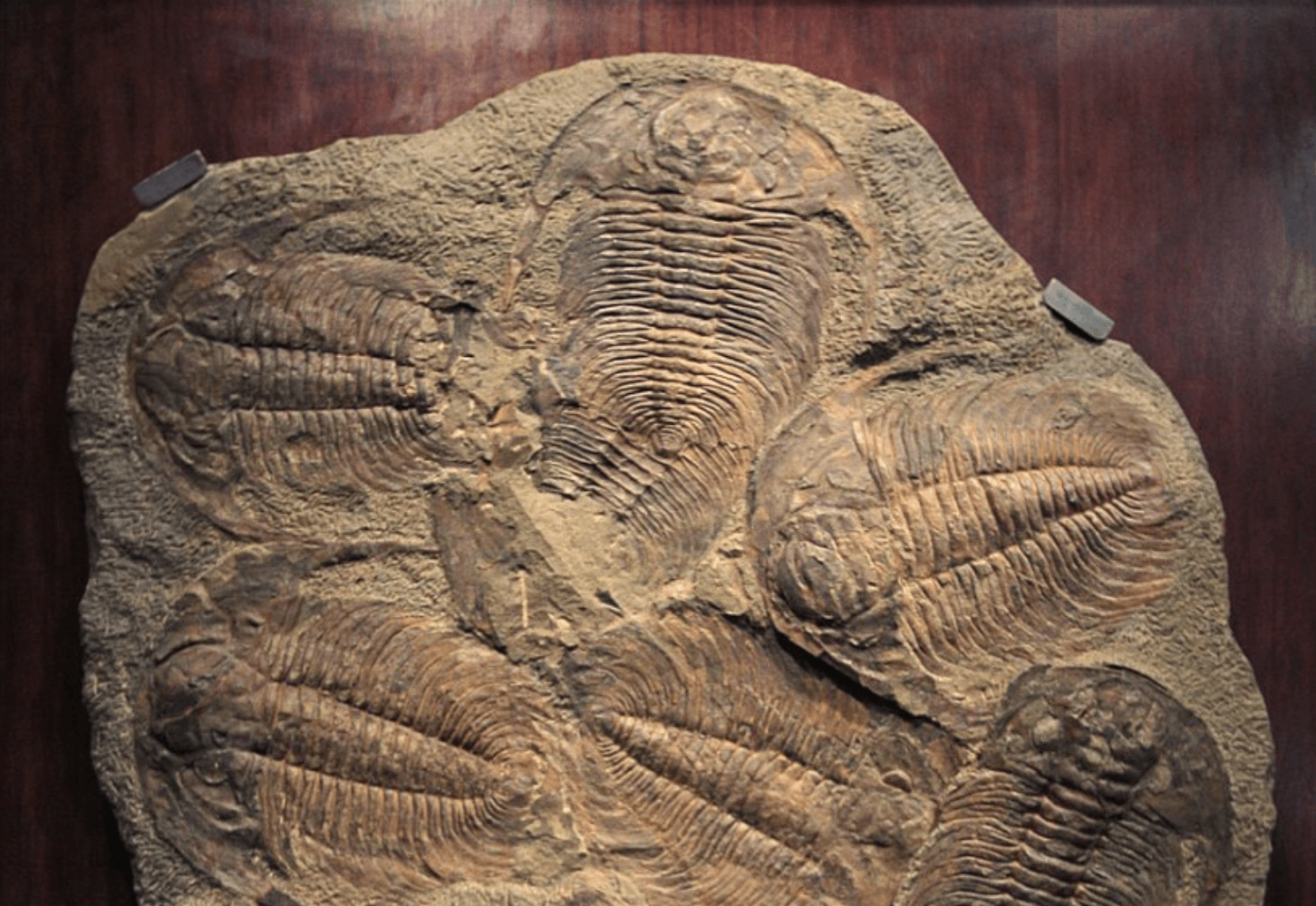 Ученые смогли определить, чем питались трилобиты, благодаря исследованию уникальной окаменелости. Найденному трилобиту 465 миллионов лет