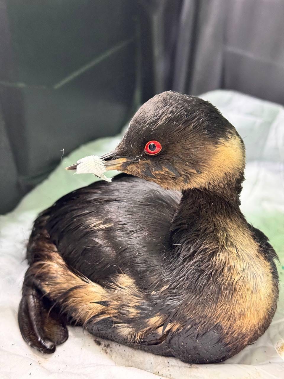 Пострадавшие птицы и мазутные пятна после затопления танкеров в Керченском проливе достигли берегов Грузии и Евпатории