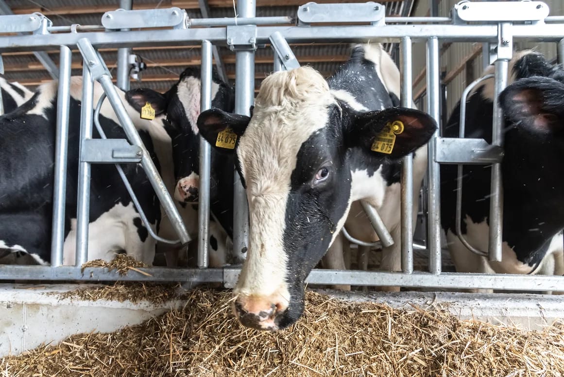 «Сжигайте нас вместе с коровами»: под Новосибирском фермеры протестуют против массового убоя скота и подозревают власти в сокрытии ящура