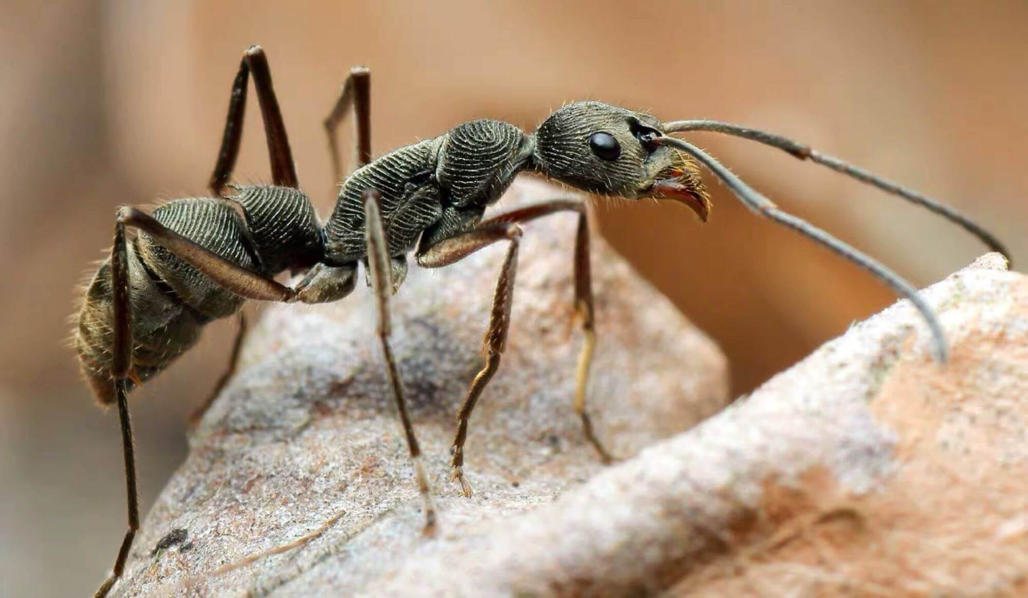 Секретная жизнь насекомых: проваливший защиту Ирана от ракет подполковник ГРУ Дерябин лишился колонии редких муравьев