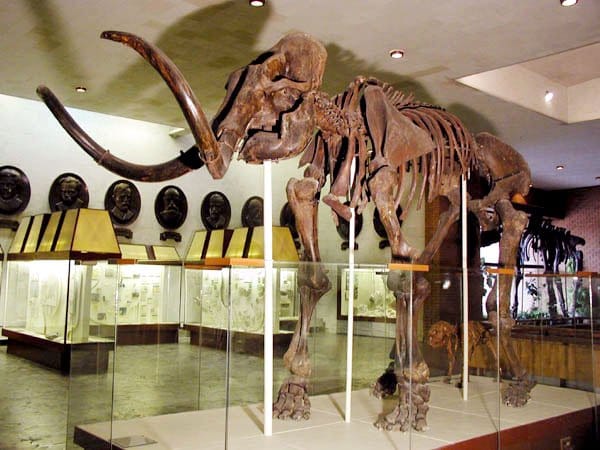 Палеонтологи доказали, что мамонты вымерли по вине людей